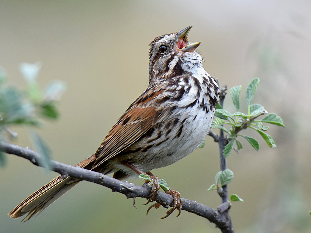SongSparrow.jpg