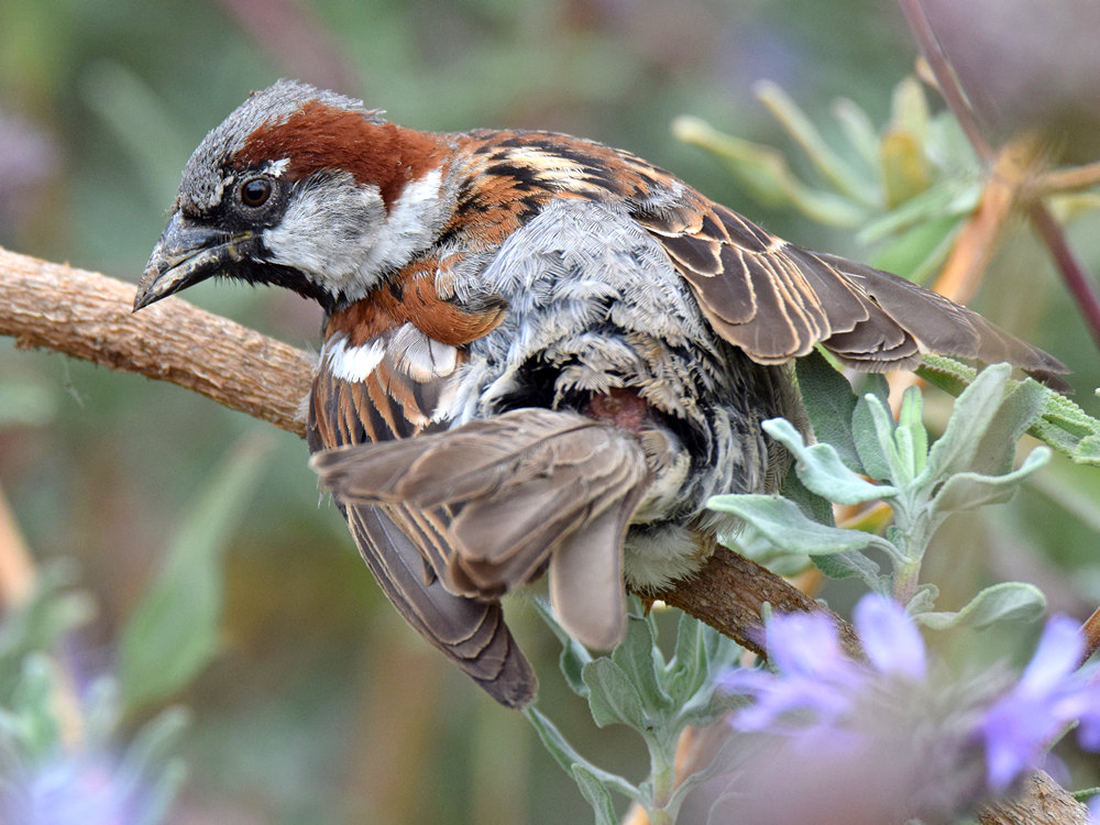 SongSparrow.jpg