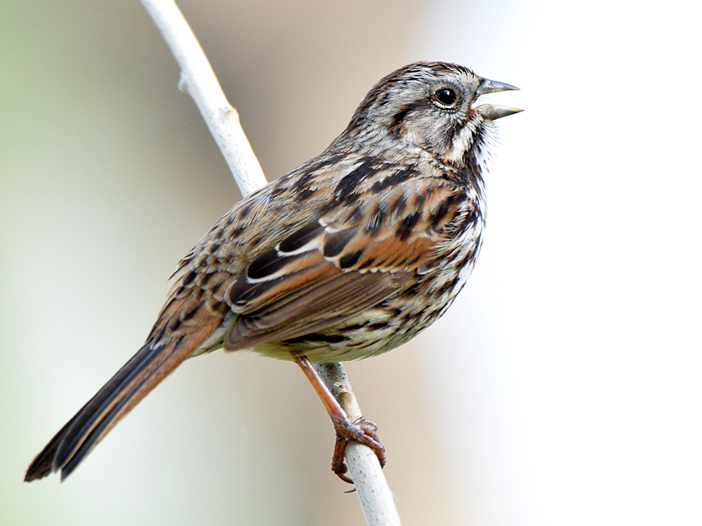 SongSparrow.jpg