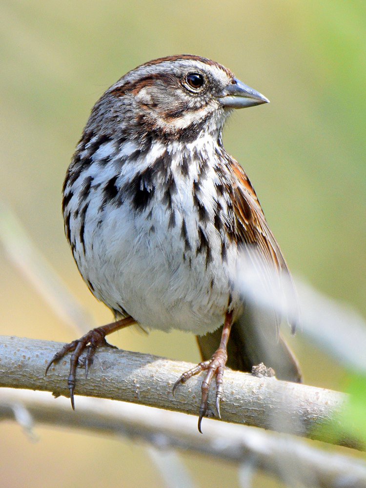 SongSparrow.jpg