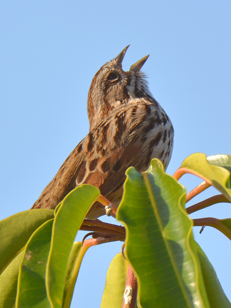 SongSparrow2.jpg