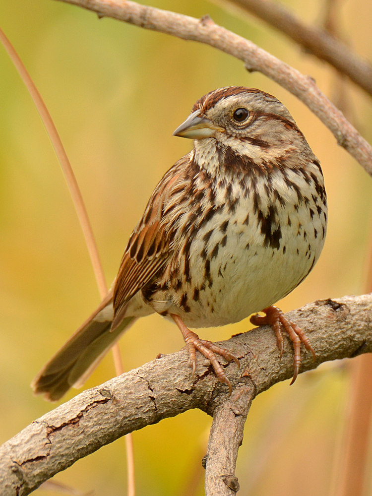 SongSparrow2.jpg