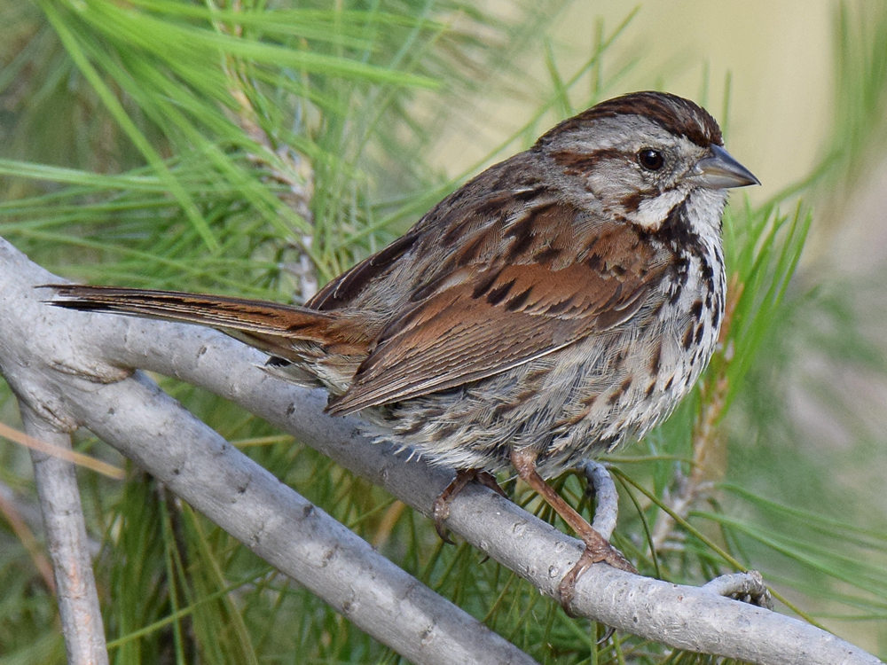 SongSparrow2.jpg