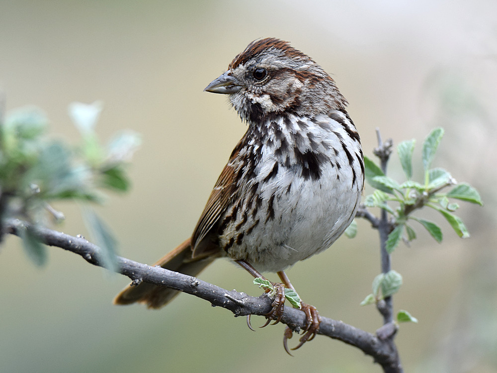 SongSparrow2.jpg