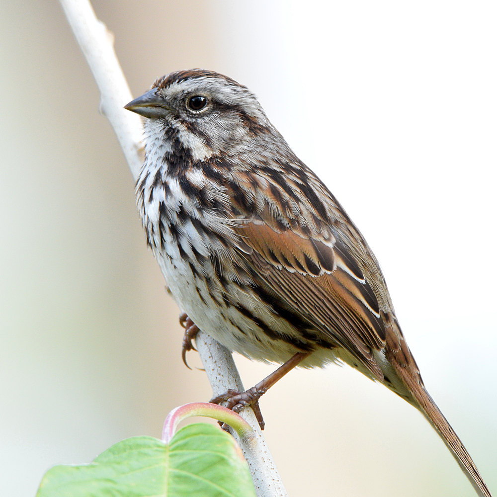 SongSparrow2.jpg