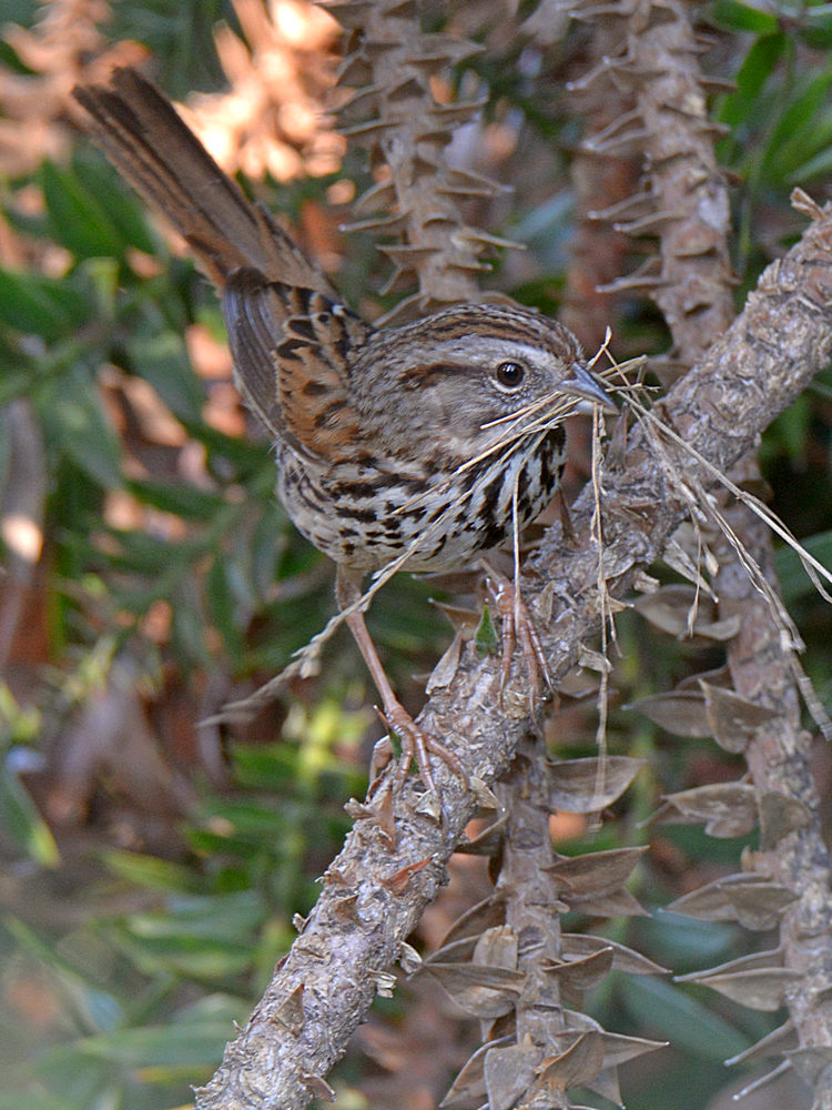 SongSparrow3.jpg