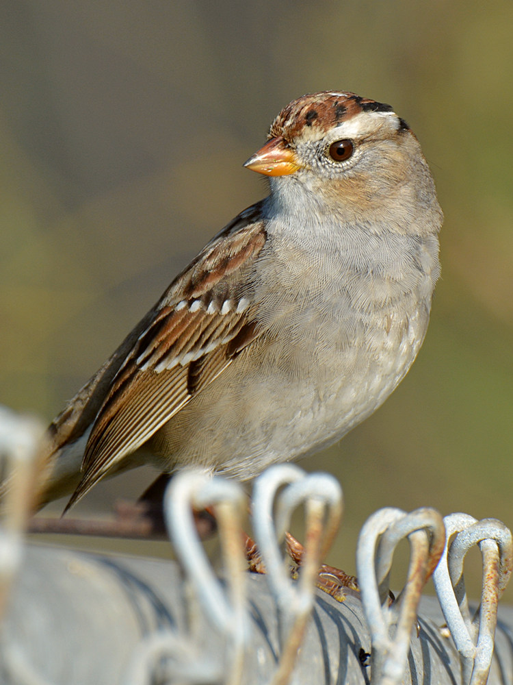SongSparrow4.jpg