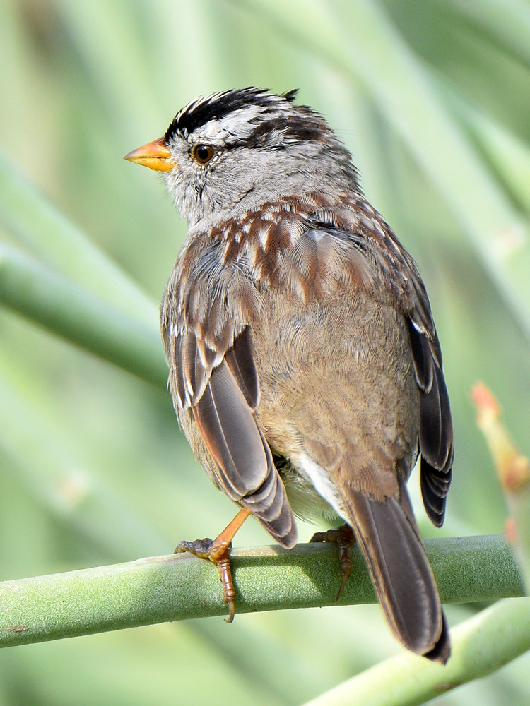 SongSparrow4.jpg