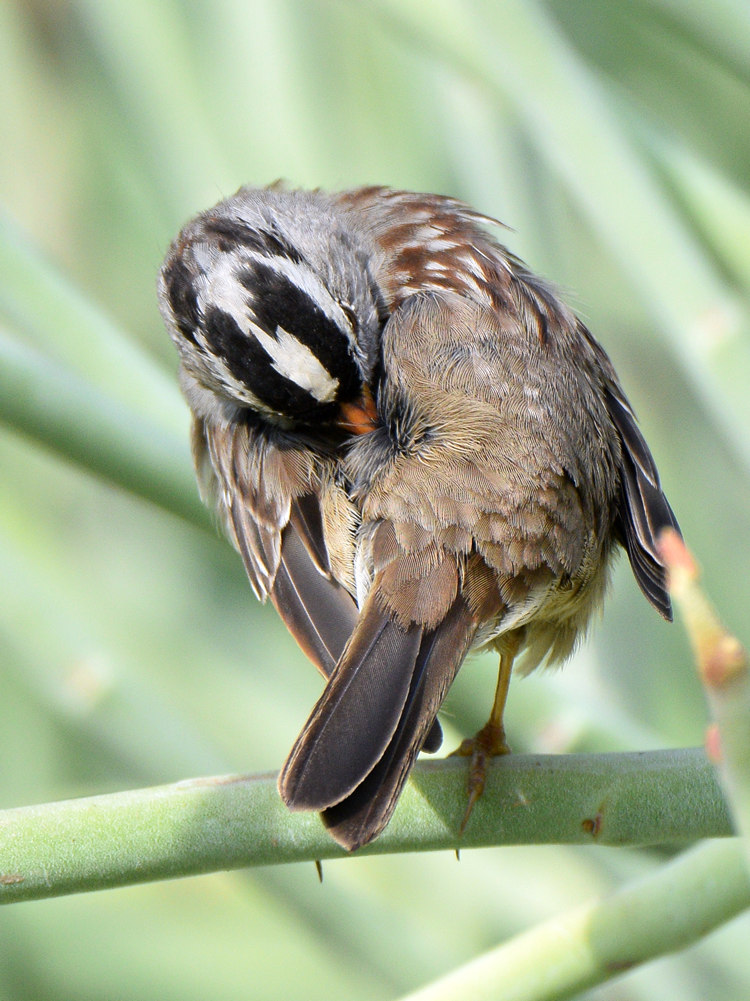 SongSparrow5.jpg