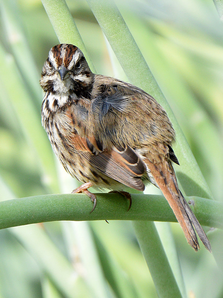 SongSparrow7.jpg