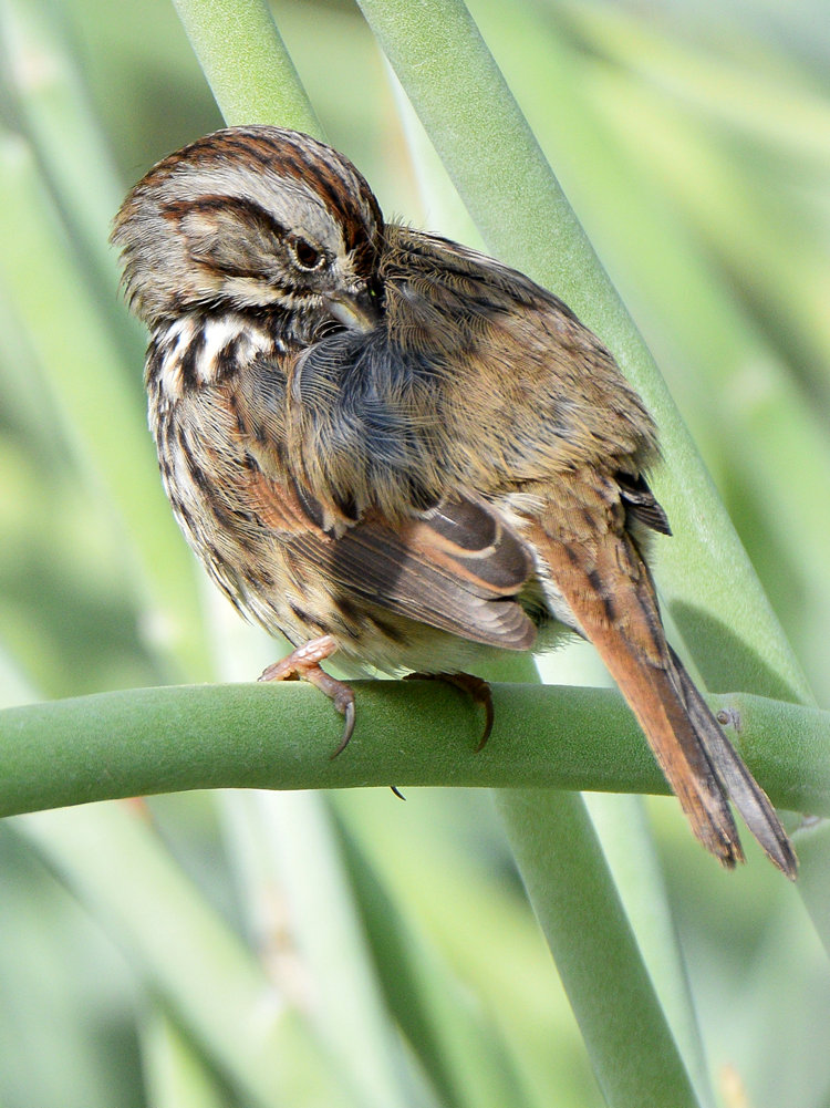 SongSparrow8.jpg