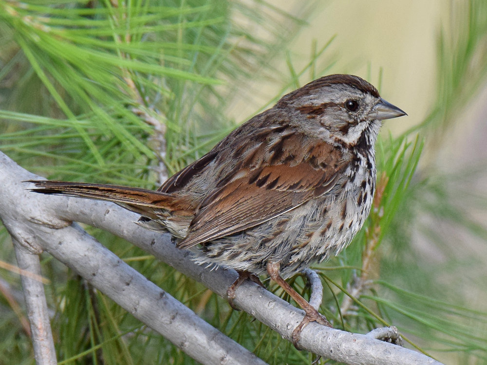 SongSparrow_2015_05_13.jpg