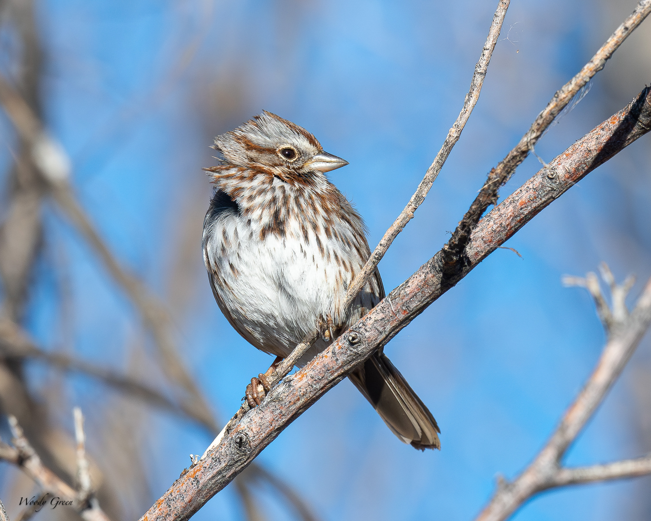 SongSparrowWindy-44.jpg