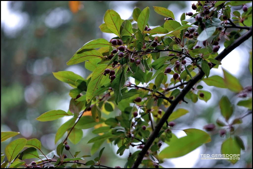 Sony 70-200 Test  8.jpg