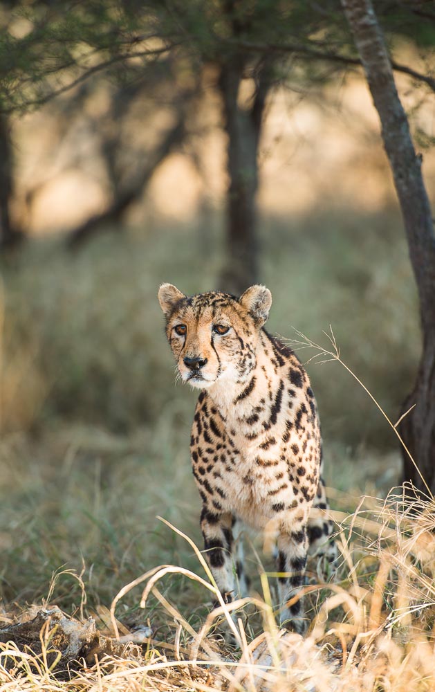 South African Adventure June 2014 (304 of 383).jpg