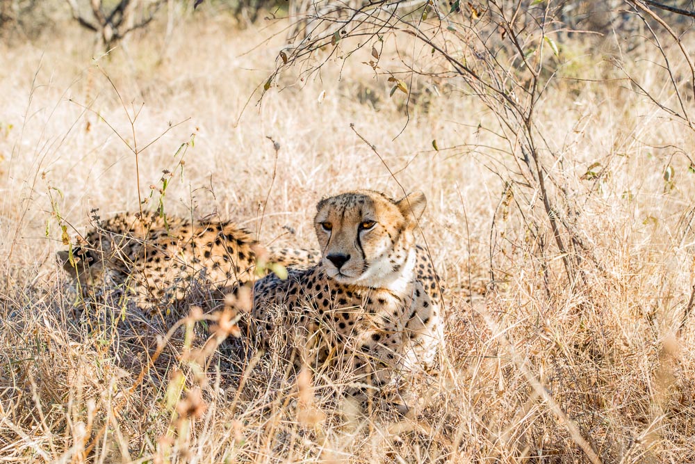 South African Adventure June 2014 (315 of 383).jpg