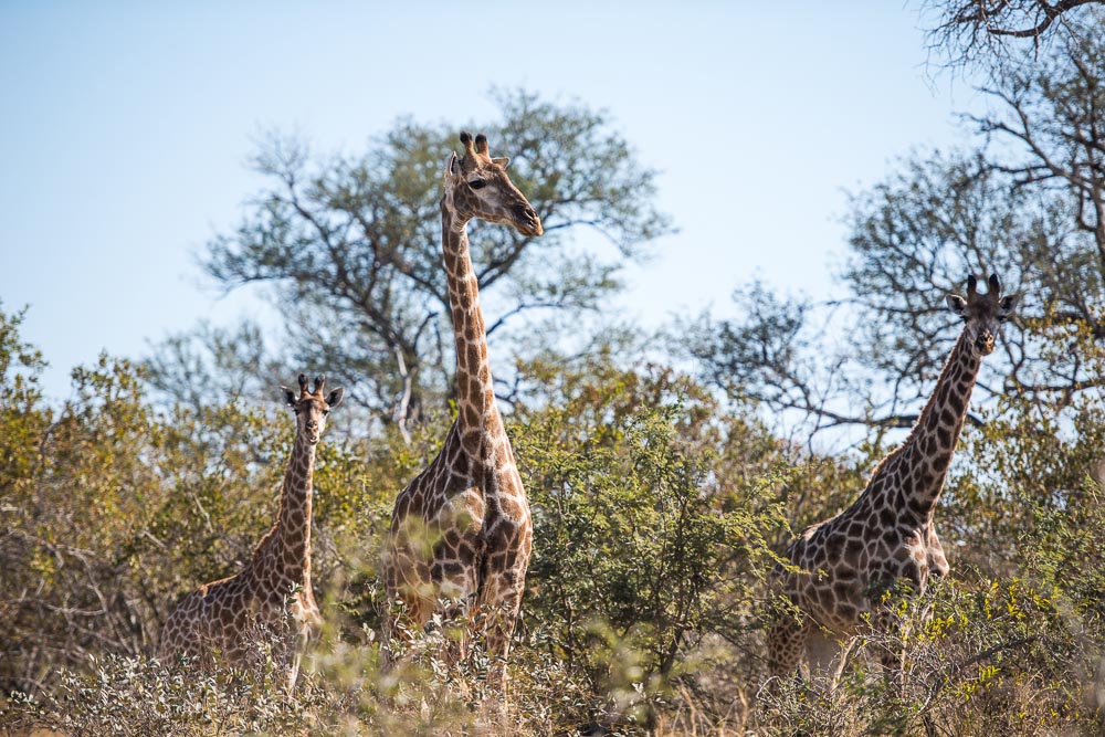 South African Adventure June 2014 (351 of 383).jpg