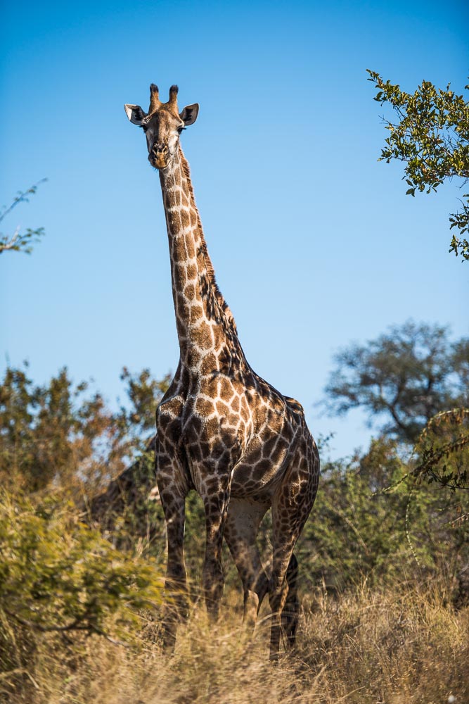 South African Adventure June 2014 (354 of 383).jpg