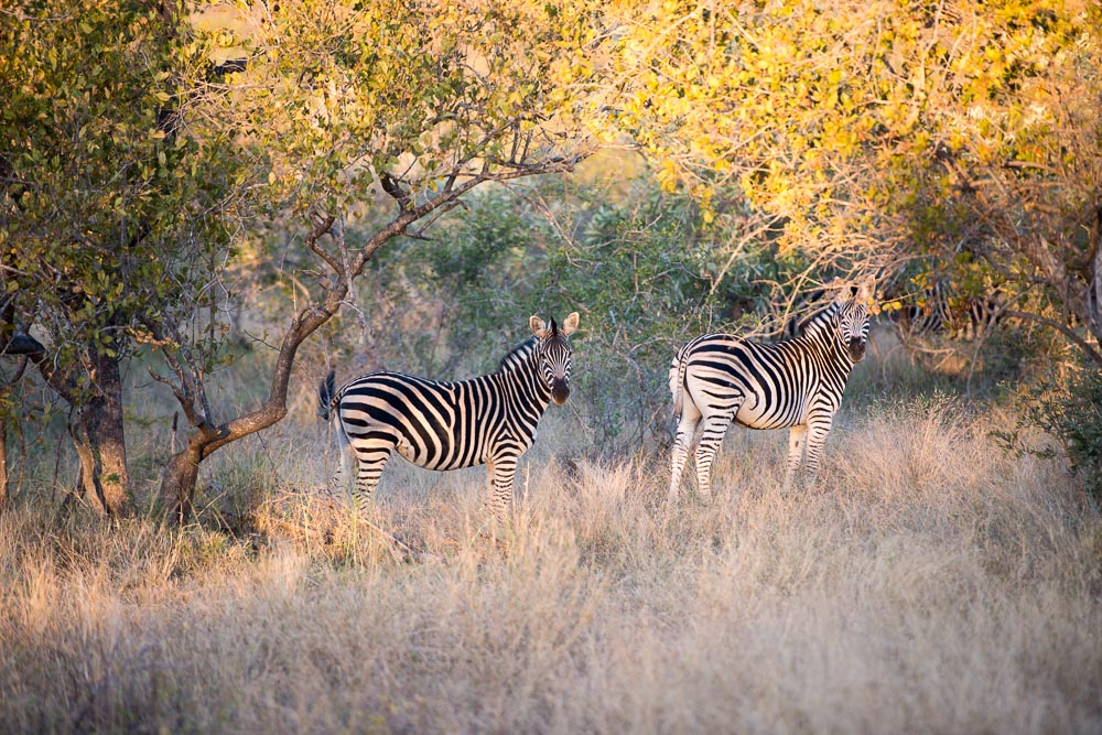 South African Adventure June 2014 (381 of 383).jpg