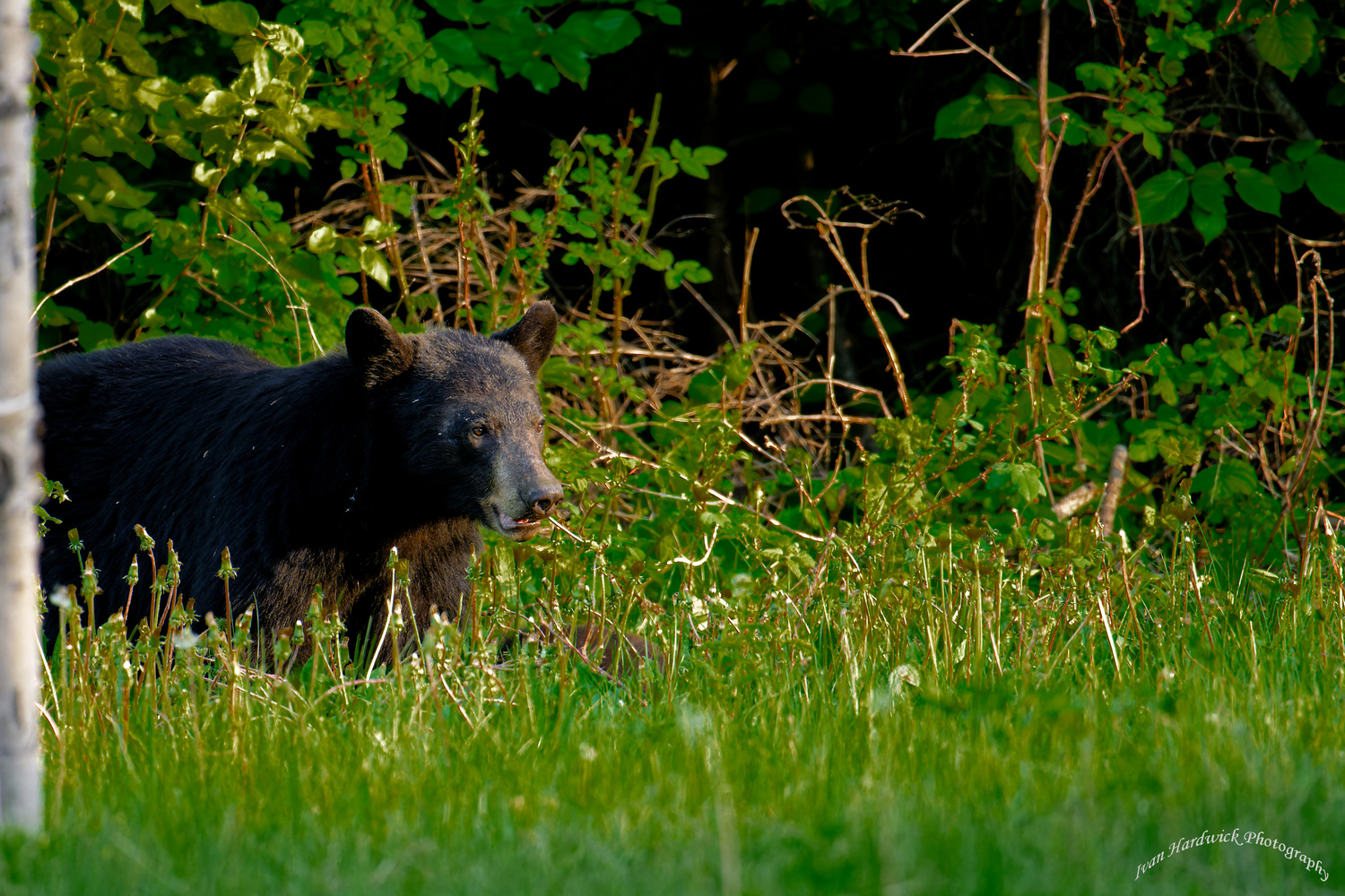 Sow in golden hour ith cub..jpg
