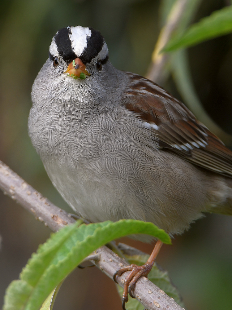 Sparow.jpg