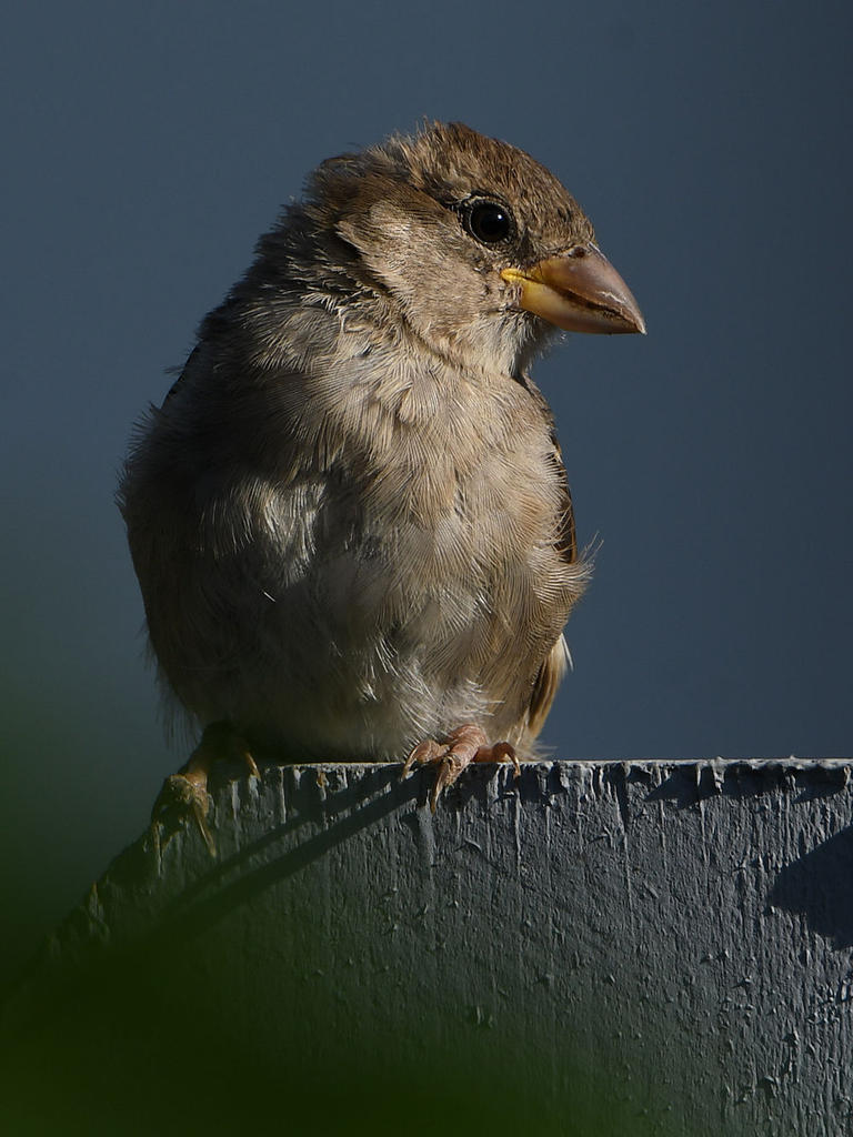 Sparow2.jpg