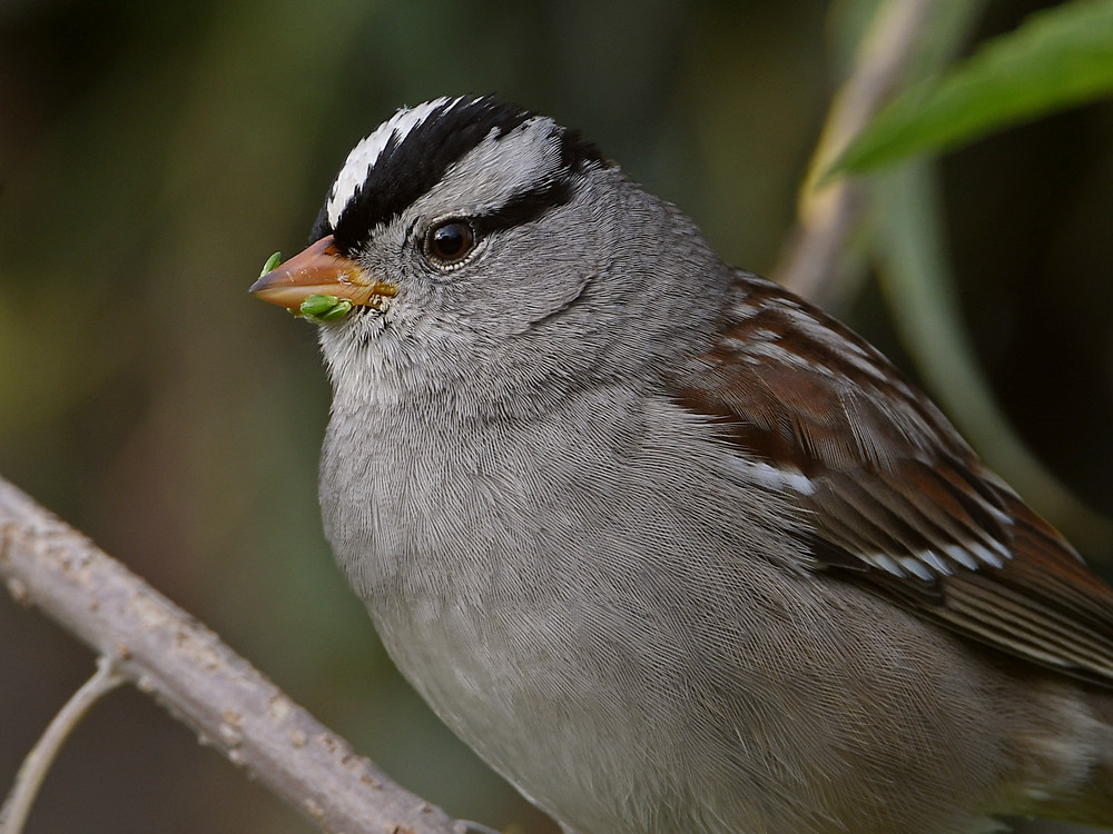 Sparow3.jpg