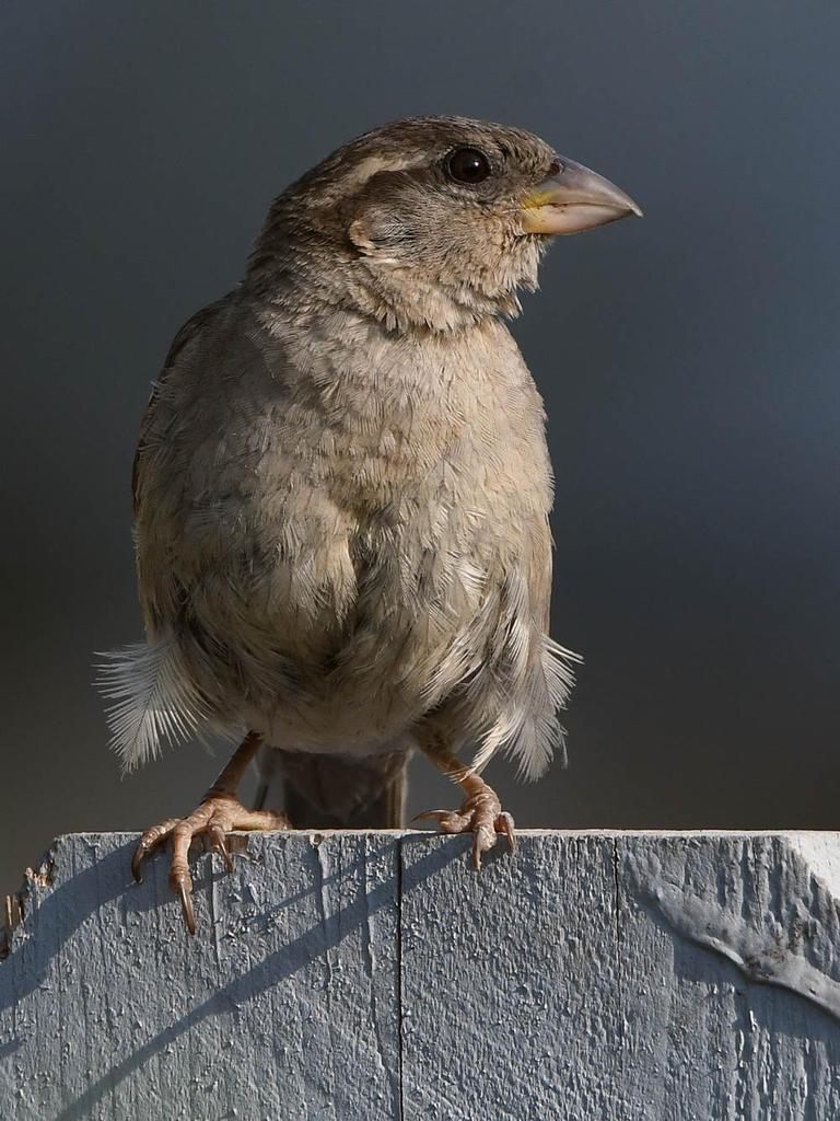 Sparow4.jpg