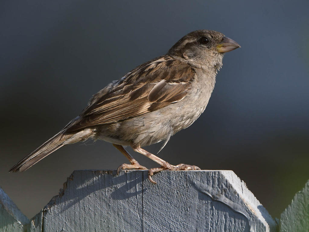 Sparow6.jpg