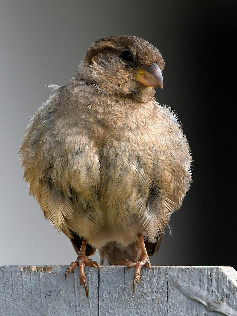 Sparow7.jpg