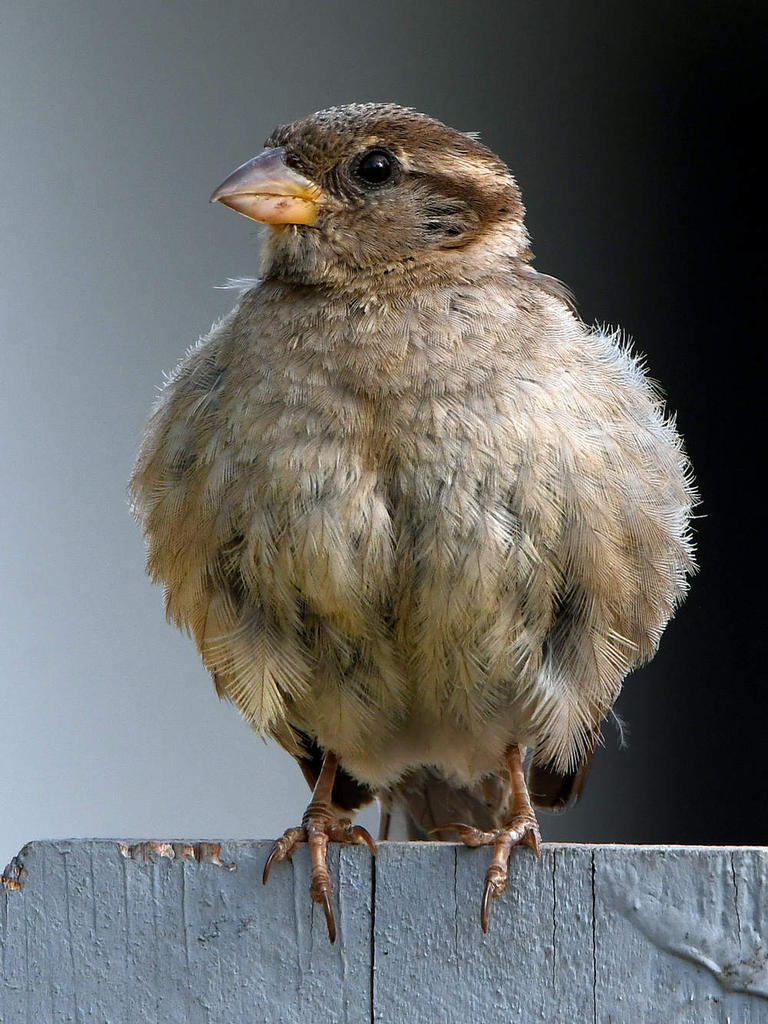 Sparow8.jpg