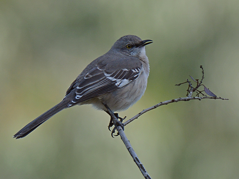 Sparrow.jpg