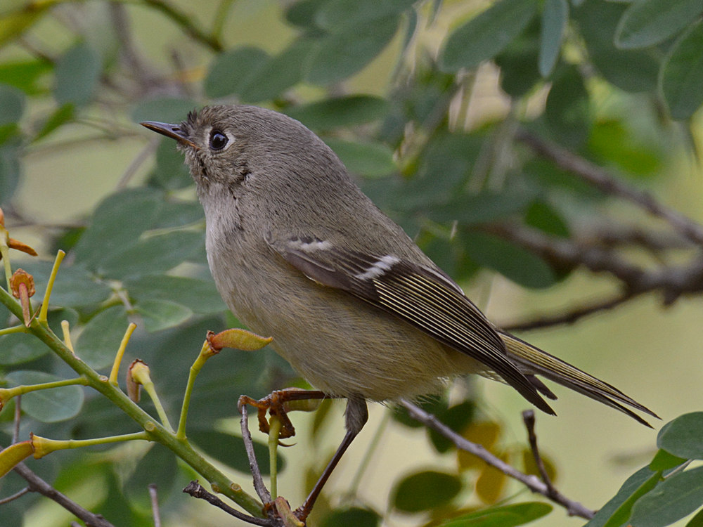Sparrow.jpg
