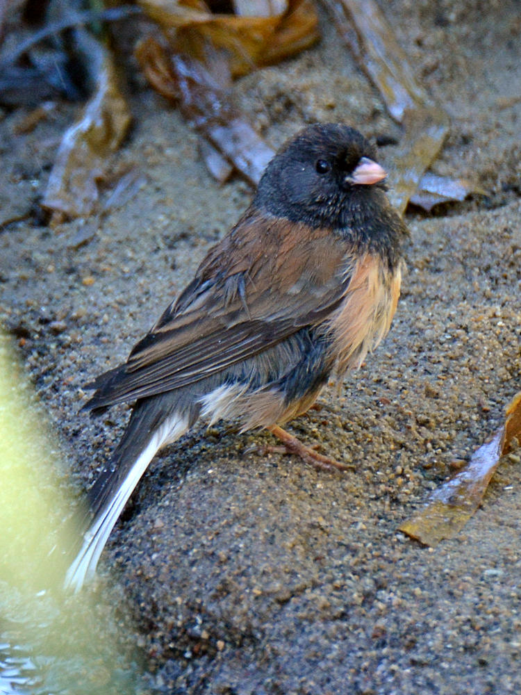 Sparrow.jpg