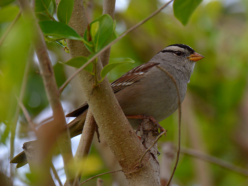 Sparrow.jpg