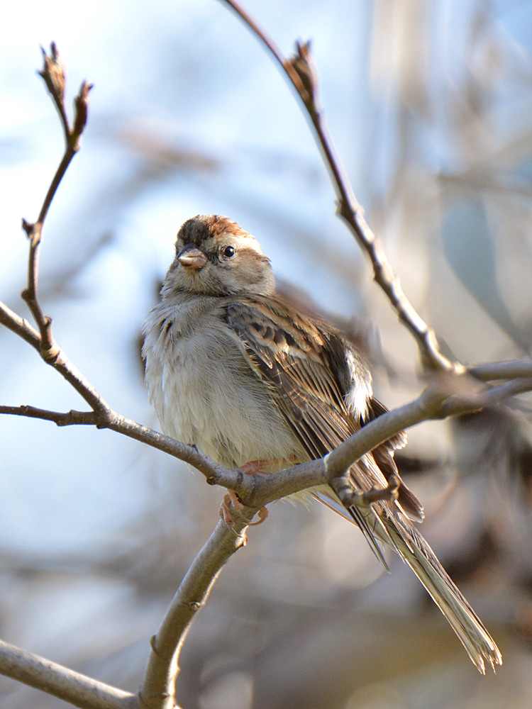Sparrow.jpg