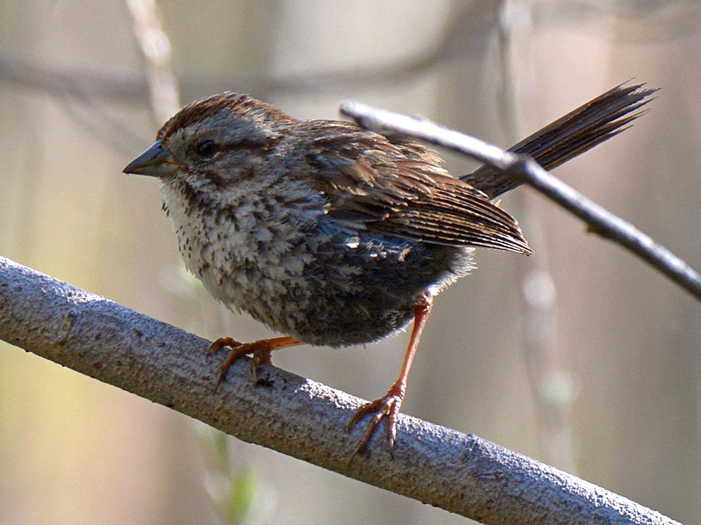 Sparrow.jpg