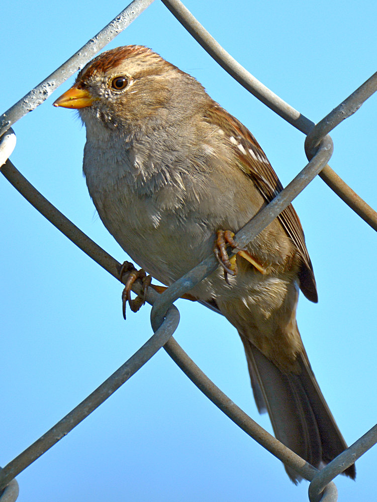 Sparrow.jpg