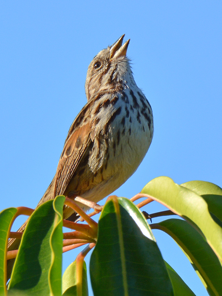 Sparrow.jpg