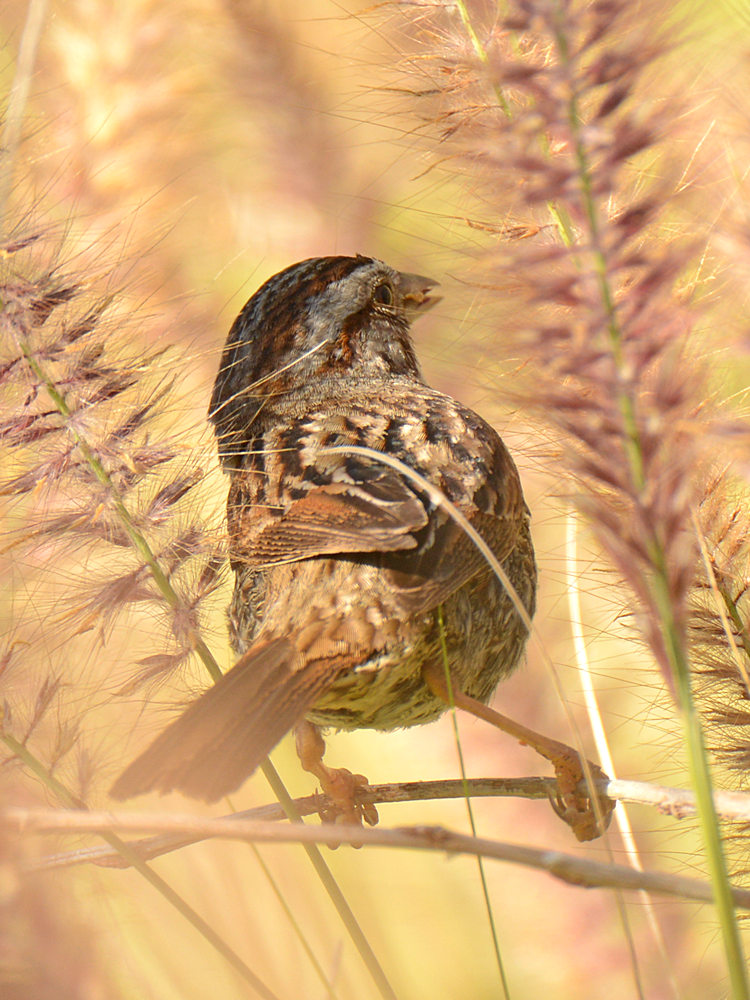 Sparrow.jpg