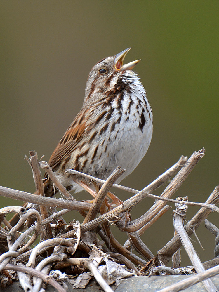 Sparrow.jpg