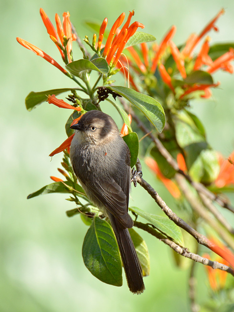 Sparrow.jpg