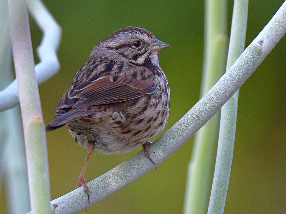 Sparrow.jpg