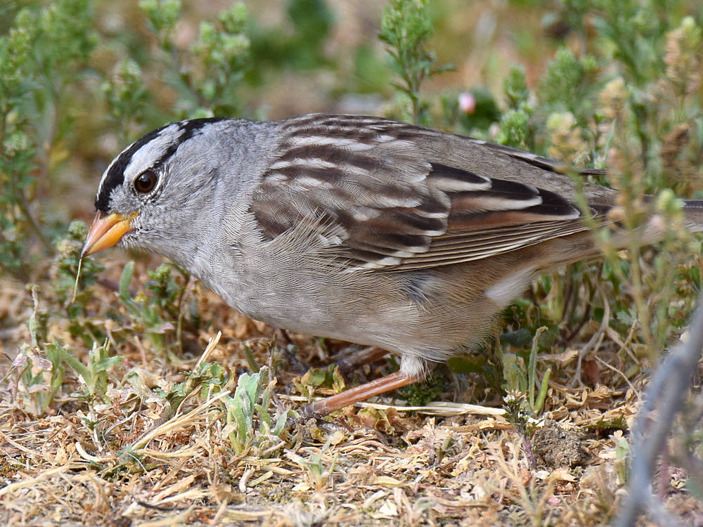 Sparrow.jpg