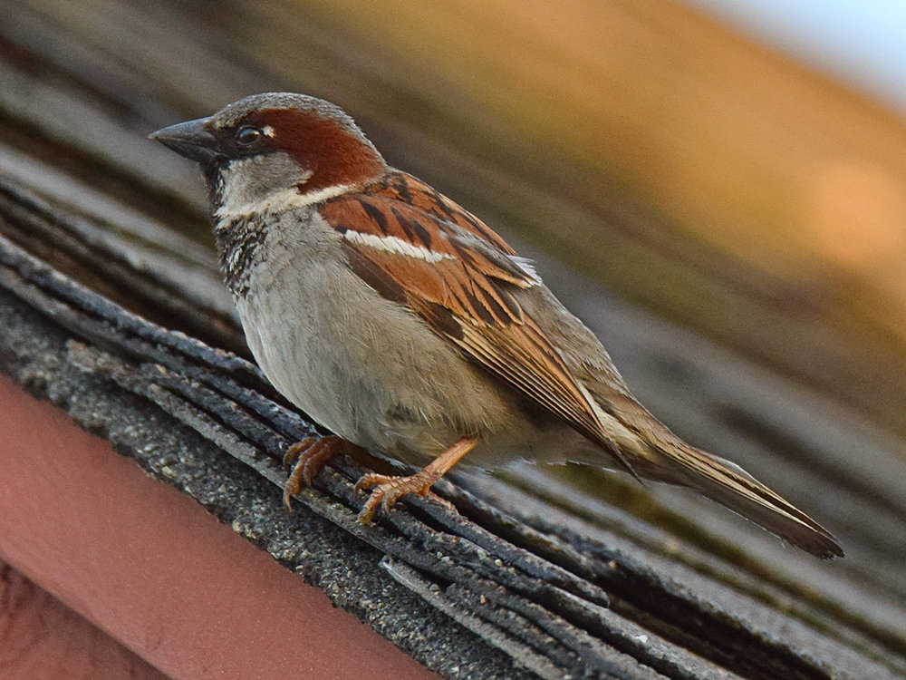 Sparrow.jpg