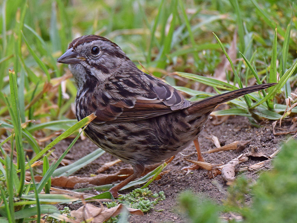 Sparrow.jpg