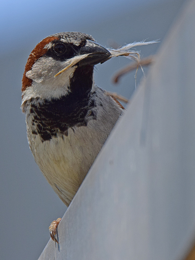Sparrow.jpg