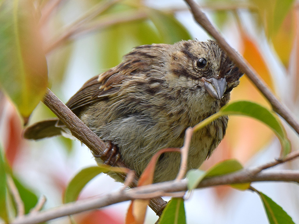 Sparrow.jpg