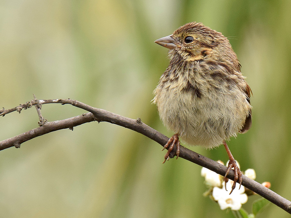 Sparrow.jpg