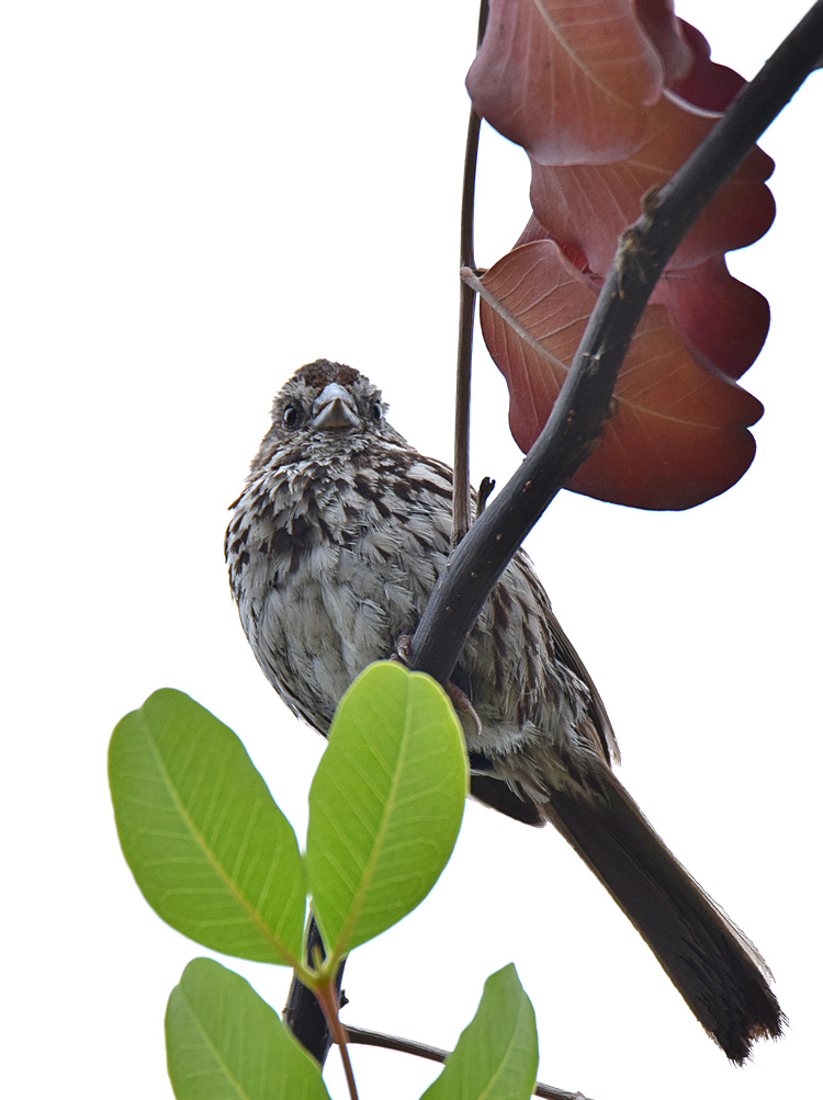 Sparrow.jpg
